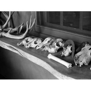 Collection of Antlers, Skulls and Bones on Window Still at Ghost Ranch 