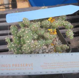 Grusonia villis Rare South American Cactus 5  