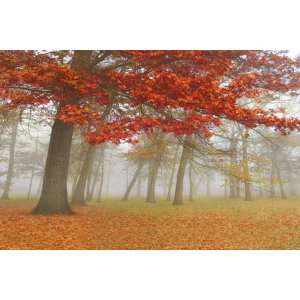 Donna Geissler 36W by 24H  Autumn Mist I CANVAS Edge #5 3/4 L&R 