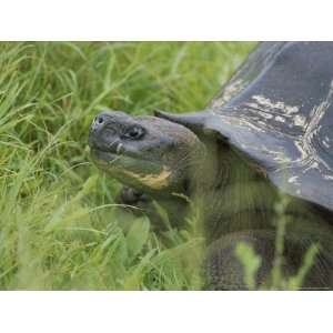  A Giant Tortoise Crawls Through Bright Green Highlands 