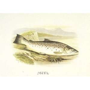  Great Lake Trout   Poster (15x11)