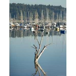  Tree and Its Reflection in the Quartermaster Marina, Vashon Island 