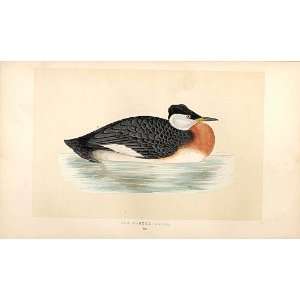    British Birds 1St Ed Morris 1851 Red Neck Grebe 294