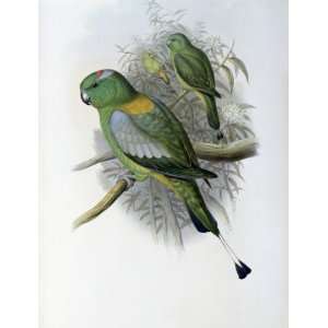  Racket Tailed Parrot Arts, Crafts & Sewing
