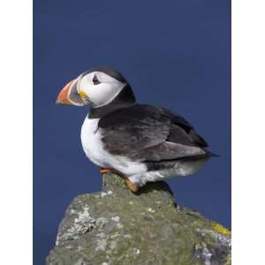  Puffin on Rock, Fratercula Arctica, Isle of May, Scotland 