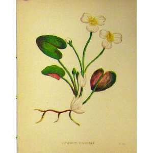  Common Frogbit Flower Plant C1880 Botanical Print