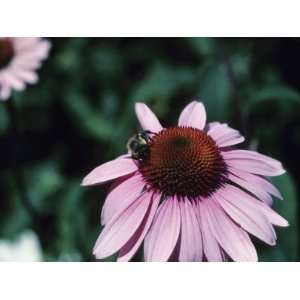  Bee Collecting Pollen on Blooming Pink Flower Photographic 