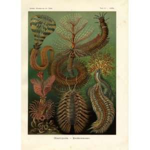 Ernst Haeckel 1904   Chaetopoda   Artforms of Nature Kunstformen der 