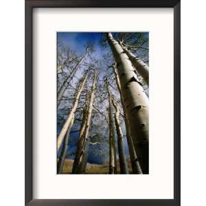  Aspen Trees in Spring, Utah, Utah, USA Framed Photographic 