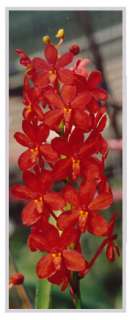 Ascocentrum curvifolium Species Orchid Plant (Vanda Alliance)  