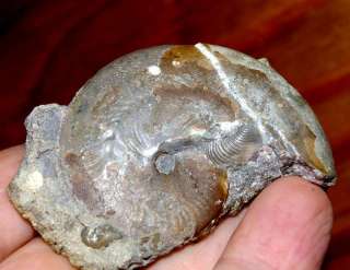   on , ammonite with aptychus saved and also partially saved shell
