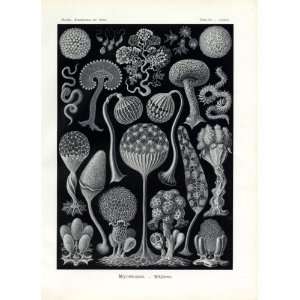  Ernst Haeckel 1904   Mycetozoa   Artforms of Nature 