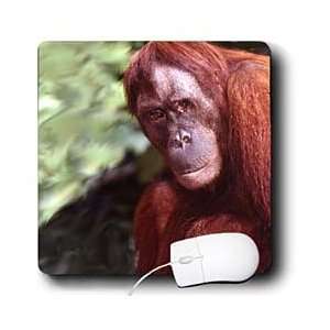  Wild animals   Orangutan   Mouse Pads Electronics