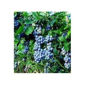  Powderblue Blueberry Liners Patio, Lawn & Garden