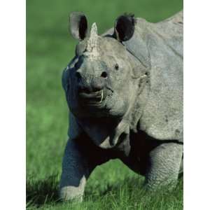 Indian Rhinoceros Kaziranga Np, Assam, India Animal Premium Poster 