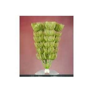PACK HORNWORT AQUAR PLANT 4, Color GREEN; Size XSMALL (Catalog 