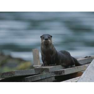 River Otter Perched on Planks of Wood in Knight Inlet Stretched 