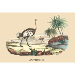  Autruche (Ostrich) 24X36 Canvas Giclee