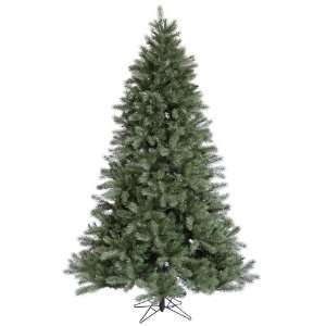  4.5 Blue Albany Spruce Christmas Tree w/ 413T