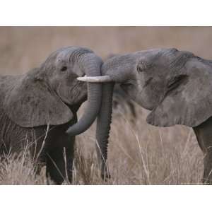 Two Male Elephant Calves Playfully Spar to Establish Dominance Premium 