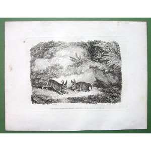  FOX Watching Rabbits   SCARCE Vintage Antique Copperplate 