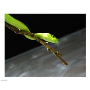  Liebermans PPBPVP0765 Green Mamba 10.00 x 8.00 Poster 