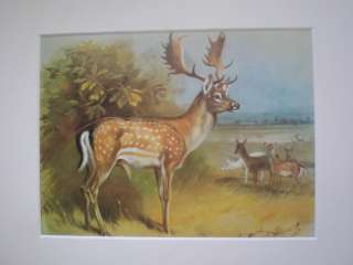 Archibald Thorburn Fallow Deer Print  