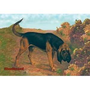  Bloodhound Champion   12x18 Framed Print in Black Frame 