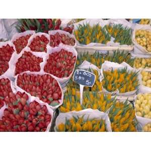  Tulips at Flower Market, Amsterdam, Holland Stretched 