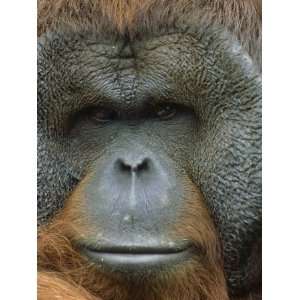 Orangutan, Pongo Pygmaeus, Endangered Species, Native Borneo & Sumatra 