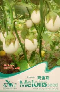 B050 White Eggplant Solanum Egg Plant Seed Pack  
