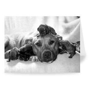  Puppy Love   Staffordshire bull terrier   Greeting Card 