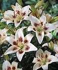 Lily Bulbs ★ Centerfold Asiatic ★ Ideal Garden Lily ★ W
