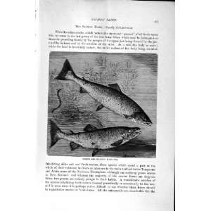  NATURAL HISTORY 1896 SALMON TRIBE SEA TROUT FISH