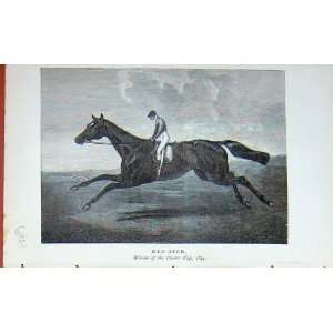   Portrait 1895 Red Deer Horse Racing Chester Cup