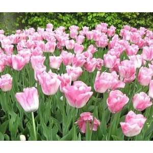  Marjolein Bastin Tulip Seed Pack Patio, Lawn & Garden