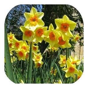   Coasters Country Flower/Flowers/Floral   (CSFL 195)