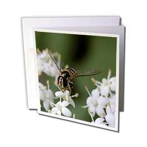  Beverly Turner Insect and Flora Photography   Tiny Bee on 