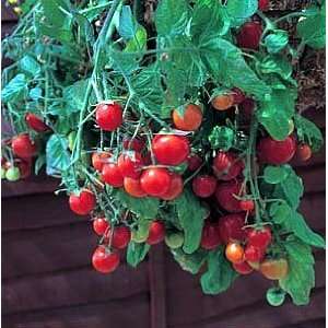  Bonsai Tomato 4 Plants   Excellent for Containers/Sweet 