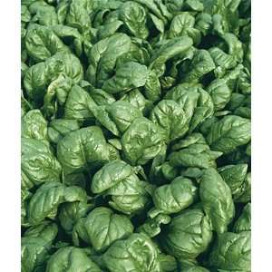 Spinach, Palco Hyb Organic 1 Pkt. (200 Seeds) Patio, Lawn 