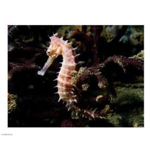  Hippocampus Histrix (Beige Thorny Seahose) 10.00 x 8.00 