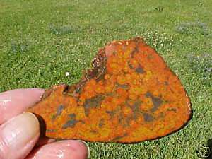 Tiger Tail Agate Slab N9 (Awesome Cabs)  