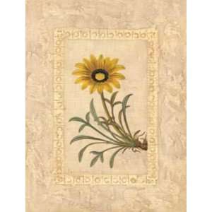 Gazania Poster Print 