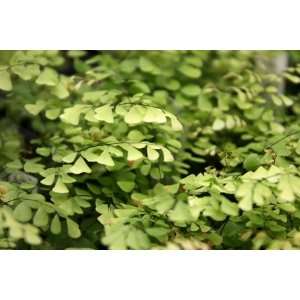  Fern   Adiantum venustum Himalayan Maidenhair Pet 