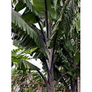  Rare Thai Black Banana Tree   Musa   Grow Indoors/Out 