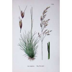  Botany Plants C1902 Bog Hair Grass Aira Uliginosa
