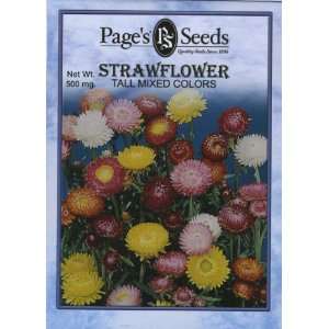  Strawflower, Tall Mix Patio, Lawn & Garden