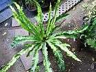 Hoya Dischidia, Variegated plants items in greenthumb3000 Garden 