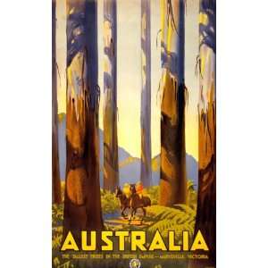 1930s Australia. The tallest trees in the British Empire 