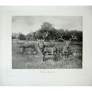 1906 Warnham Stags Deer Millais Nature Mammals Animals  
